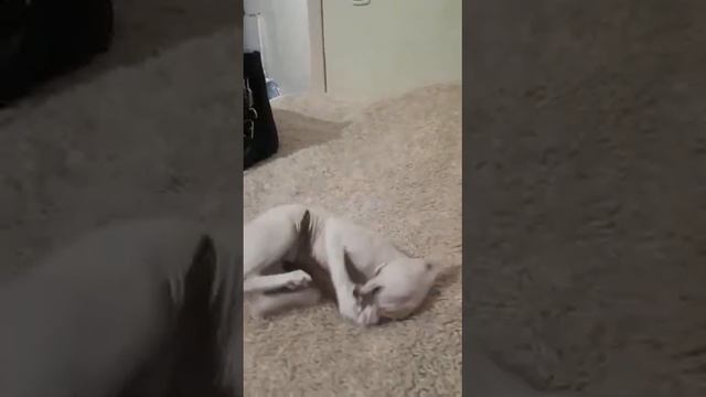 Белый сфинкс❤️ смотреть онлайн