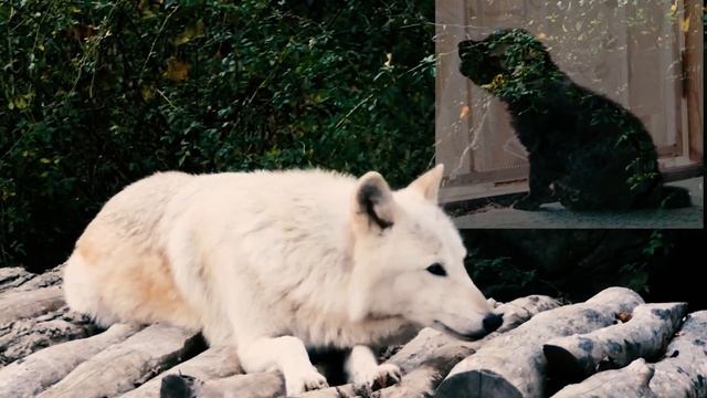 Спасение Маленьких и Беззащитных Волчат [Спасение диких животных] ДО СЛЕЗ смотреть онлайн