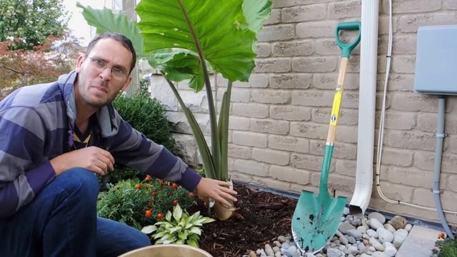 Alocasia Portora Elephant Ear - Let's dig it up and bring it Inside смотреть онлайн