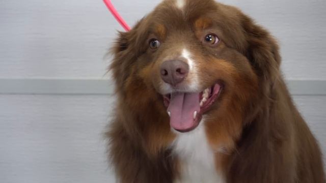 Beauty transformation ADORABLE Australian Shepherd смотреть онлайн