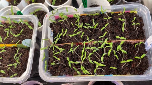 Всходы сортовых томатов и гибридов / Переваленные томаты Том-1 F1 / Стрела у кливии вышла смотреть онлайн