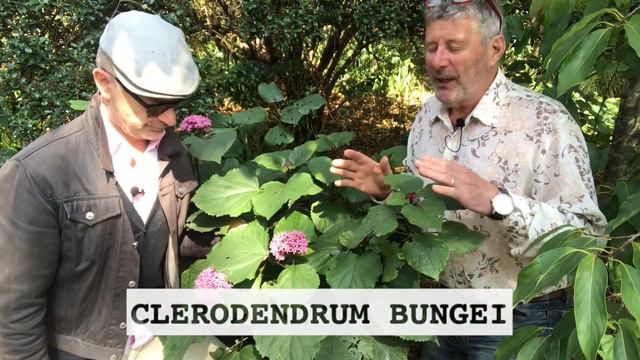 The best plants for shade: a collaboration with The Middle-Sized Garden смотреть онлайн