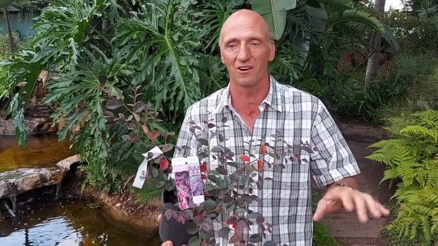 Plant van die week vir 24 April 2021 is die Loropetalum chinensis 'Plum Gorgeous' смотреть онлайн