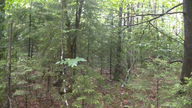U.S. Military M81 Woodland Camouflage Effectiveness Test - Summer смотреть онлайн
