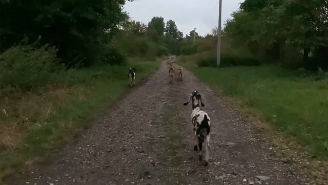 #449 Деревенская жизнь она такая, пасём коз, говорим о пчелах ? и сыре? смотреть онлайн