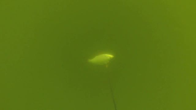 Вот Вам и живец. смотреть онлайн