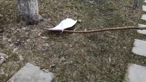 Дедовский способ обнаружения клещей на дачном участке