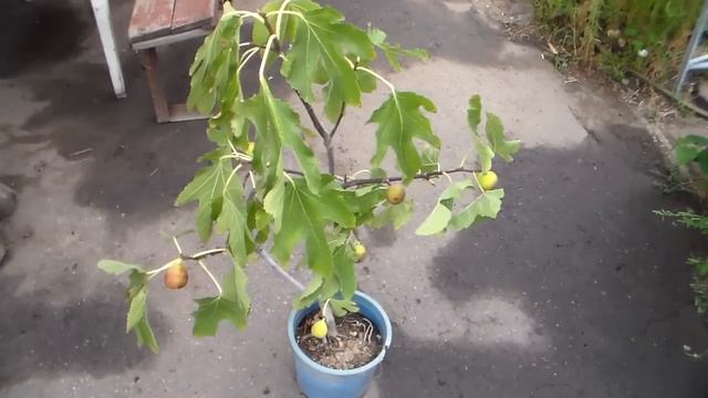 Очередной саженец инжира смотреть онлайн