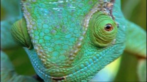 Игуана Игби