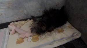 Питание 5-месячного щенка йорка. Чем кормить щенка йорка?