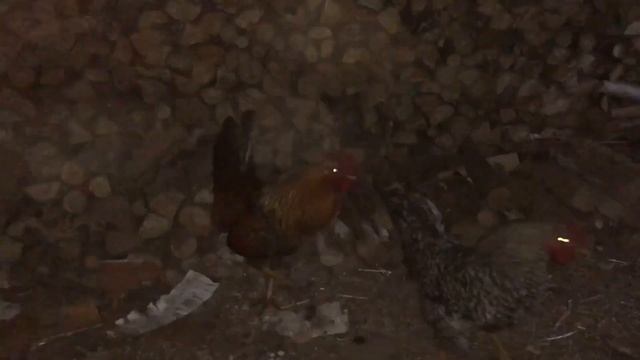 БОЙ ПЕТУХА И ЧЕЛОВЕКА смотреть онлайн