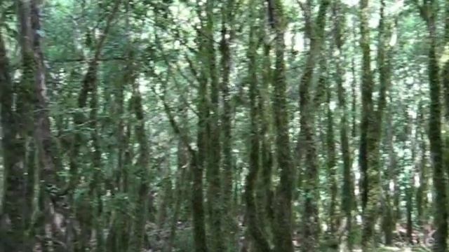 Самшитовый лес. Жоэкварское ущелье. Гагра. Абхазия. смотреть онлайн