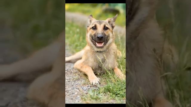 Чем пахнут собаки. А чем пахнет ваш пёсель?