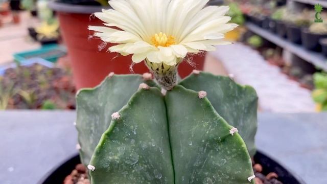 Astrophytum Myriostigma Nudum (Cactus and Succulents) смотреть онлайн