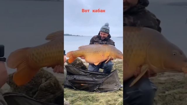 Угадайте вес рыбки? #shorts #рыбалка #трофей #fishing #нарыбалке #карп #рыбалкажизнь смотреть онлайн