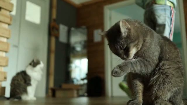 Котокафе Муркино