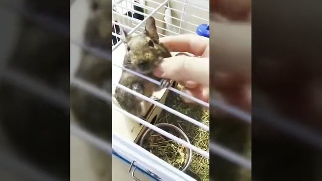 Ручная белка дегу. смотреть онлайн