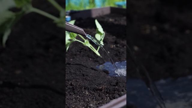 Можно ли сажать томаты и баклажаны рядом ? смотреть онлайн