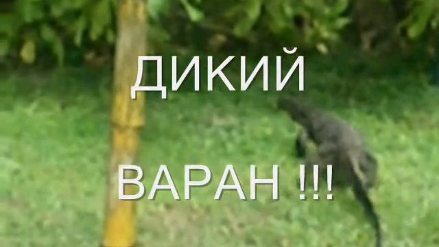 Дикий Варан.wmv смотреть онлайн