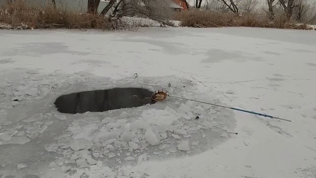 Самый лучший живой корм для аквариумных рыб в холодную РУССКУЮ зиму и как всегда бесплатно ! смотреть онлайн