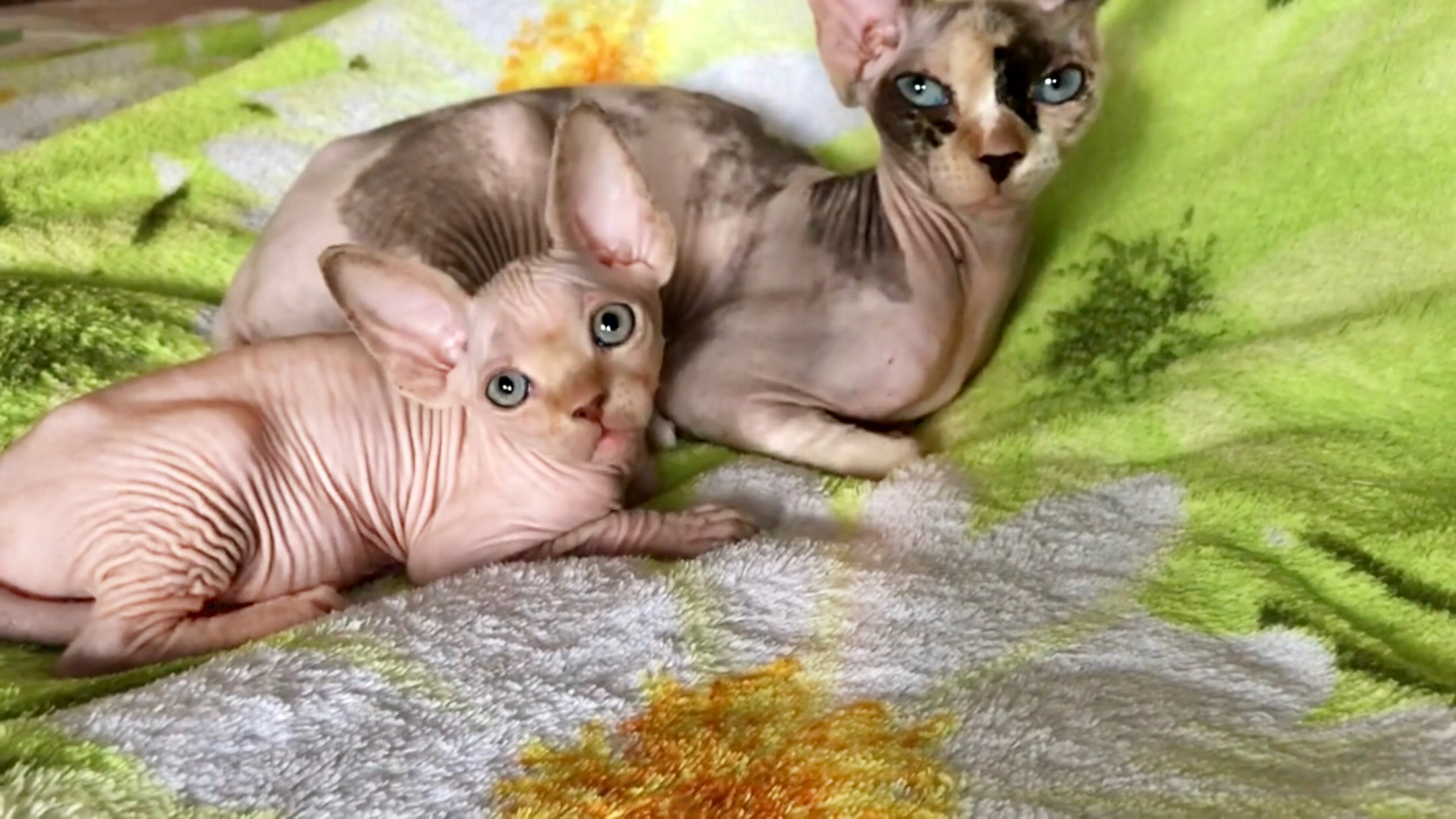 Котёнку Сфинкса?  исполнилось два месяца! Рядом с мамой? так хорошо!