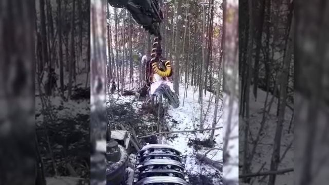 Нападение волка на лося. смотреть онлайн