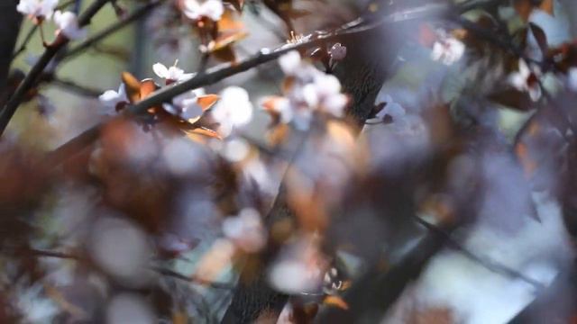 Calmness. #peace #nature #spring #wildlife #beauty #природа #красота #весна #цветы #bloom смотреть онлайн