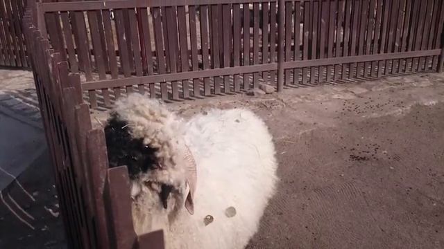 Баран утоляет жажду смотреть онлайн