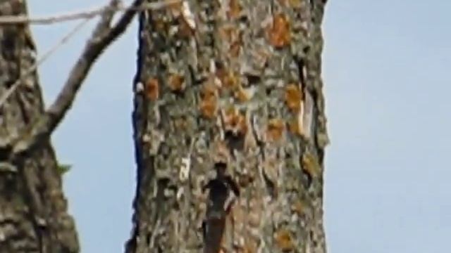 Малый дятел делает себе домик смотреть онлайн