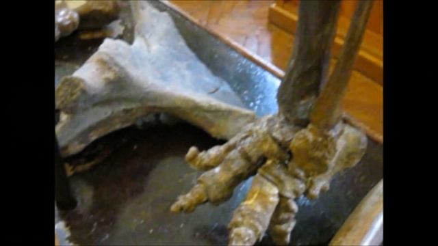 #Мамонт.Палеонтологический музей им.В.А.Хахлова. ТГУ.Томск. смотреть онлайн