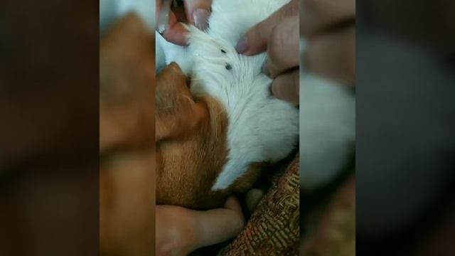 Что делать, если у собаки клещи? смотреть онлайн