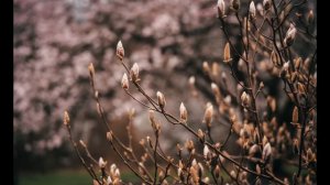 Nikkor Z 70-180mm f/2.8 - Billig und Besser?  - ein Review