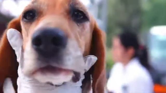 Centros de Información Veterinaria PRO PLAN® México смотреть онлайн