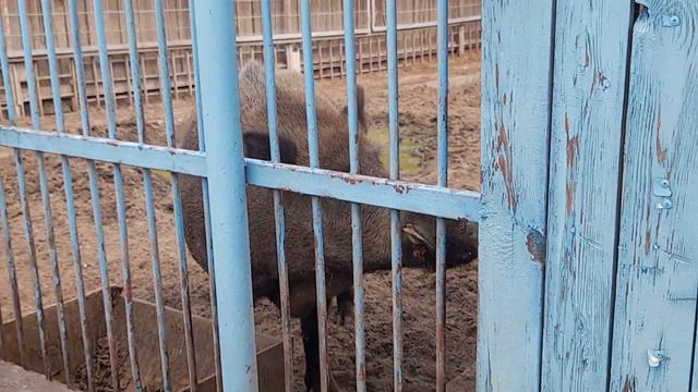 Зоопарк Тюменский , пос. Винзили | Часть 1 смотреть онлайн