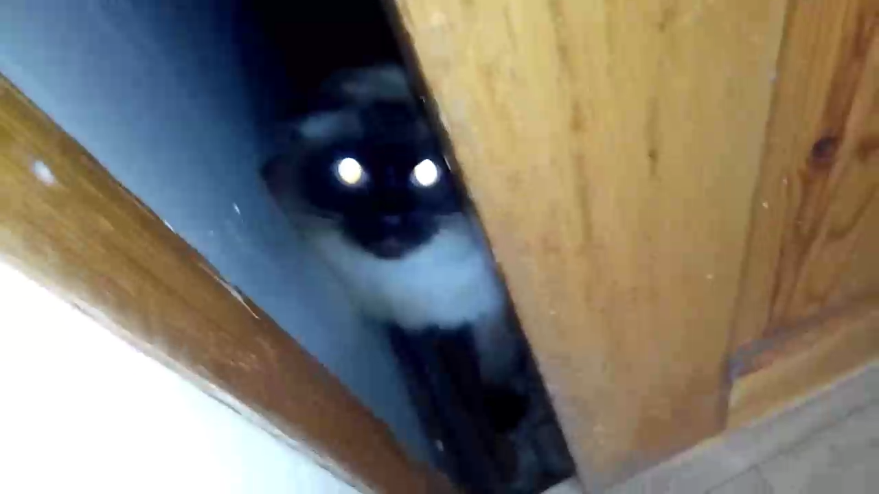 Кухонный террорист смотреть онлайн