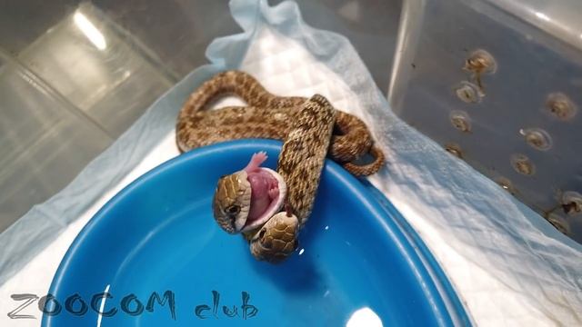 Двухголовая змея Ква-Зи ест сама. Two-headed Snake