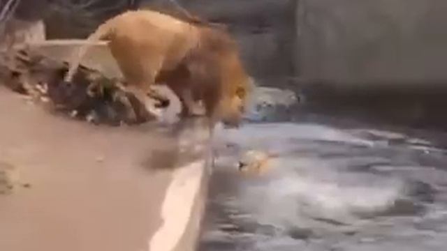 Я РЖАЛ ЦЕЛЫЙ ЧАС / ПРИКОЛЫ С КОТАМИ, БОЛЬШИЕ КОШКИ, КОТЫ 2019 смотреть онлайн