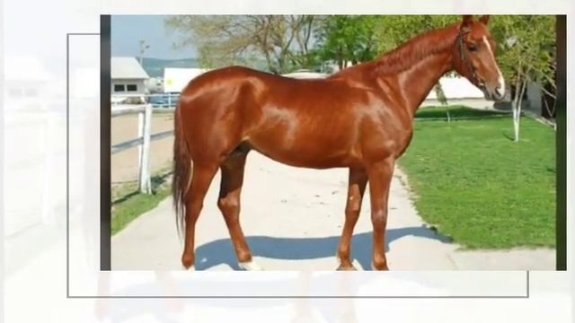 Масти лошадей : рыжая. смотреть онлайн