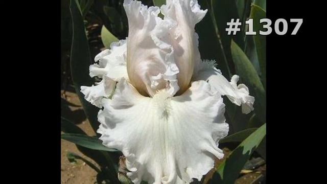 #1307. Ирисы - самые красивые цветы смотреть онлайн
