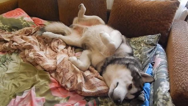 Маламут не дурак. Маламут по жаре сидит дома под кондиционером)))