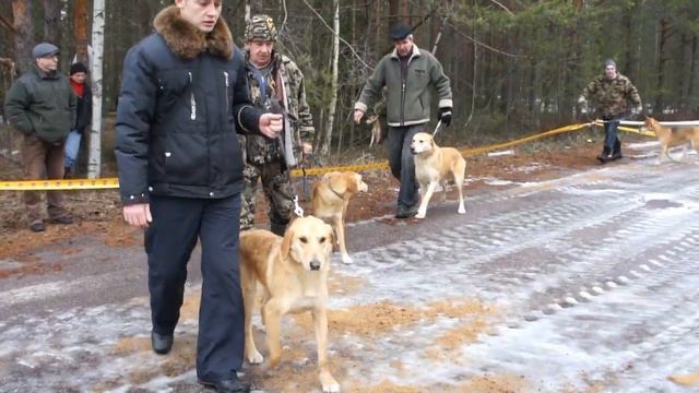 гончие а выставка 22 03 2014 Сертолово смотреть онлайн