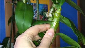 Дендробиум Нобиле. Орхидея для новичков.