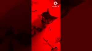 Песня про глупого Джекса 12 серия @cooldadru