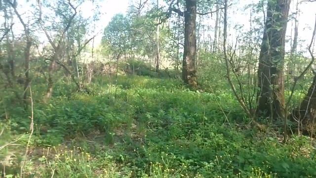 ТИПИЧНЫЙ ДЕНЬ НЕТИПИЧНЫХ РОТВЕЙЛЕРОВ.Воспитание и дрессировка собаки