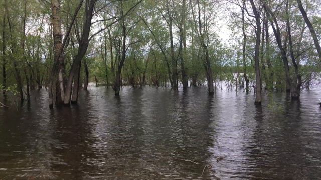Деревья в воде смотреть онлайн