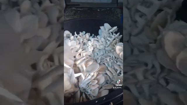 Грибы! Вешенки смотреть онлайн