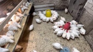 Содержание бройлера в домашних условиях.Бройлеру месяц.100 Цыплят.