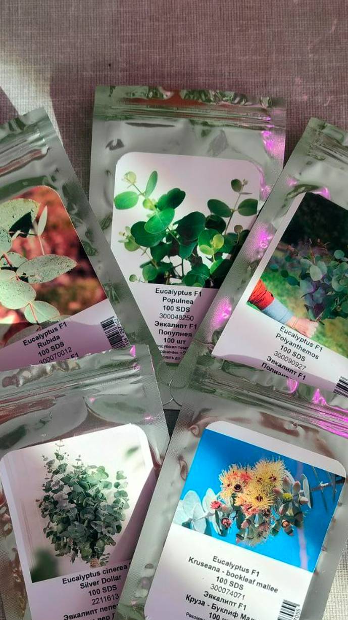 приехали долгожданные семена эвкалипта #эвкалиптдома #цветы #посемсемянэвкалипта #gardening смотреть онлайн