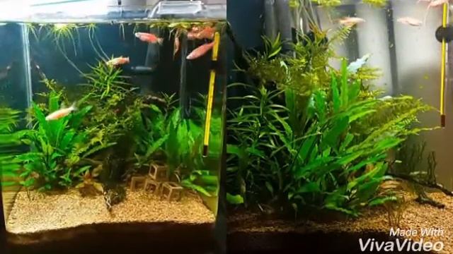 Данио Рерио. Аквариум 20 литров смотреть онлайн