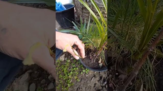 зачеренковал дерево брахихитон. Эксперимент #сочи #озеленение смотреть онлайн